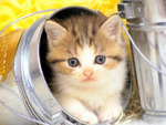 Kitten in the bucket
