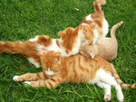 Ginger Cat Pile Up