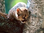 Baby Wildcat