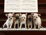 Musical Chihuahuas