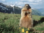 Alpine Marmot, Austria