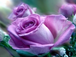 Lilac Rose