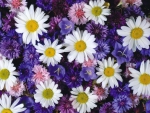 Lovely daisies