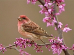 Spring Bird