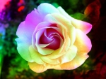 Multicolored Rose