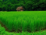 Plantation rice