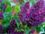 Purple Lilac