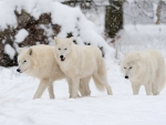 ARCTIC WOLVES