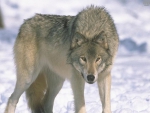 GRAY WOLF