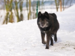 BLACK WOLF