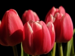 Lovely red tulips