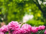 *Pink Peonies*