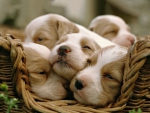 Sleepy cute puppies :)