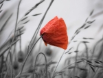 *A single poppy*