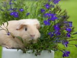 *Guinea pig in the flower pot*