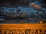 Dark Clouds over Wheat Field
