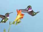 Humming Birds and Flowers