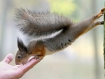 *Feed squirrel*