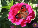 Butterfly on red Flower