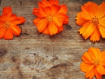 * Beautiful orange flowers on a wooden background*