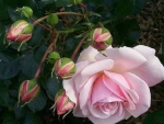 Pink Rose With Buds