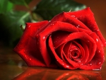 *Wet red rose*