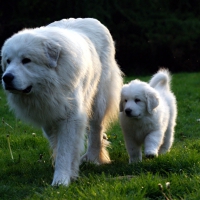 mother and puppy out for a stroll