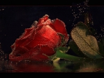 Sparkling Red Rose
