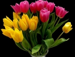 Beautiful Tulips