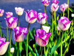 PURPLE TULIPS