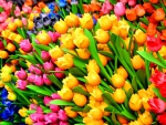 TULIPS