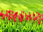 RED TULIPS