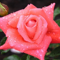 Rain-drenched Pink Rose