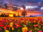 TULIPS FIELDS