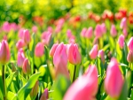 PINK TULIPS