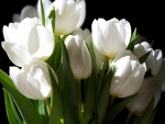 White Tulips