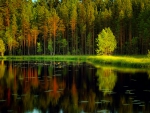 Calm forest lake