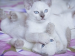 Cute Kittens