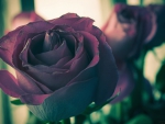 Dark Roses