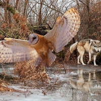 'barn owl and wolf'