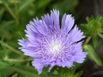 Stokesia