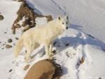 ARCTIC WOLF