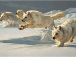 PAINTED ARCTIC WOLVES
