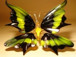 Glass butterfly -1