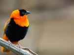 Black and orange bird