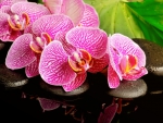 Spa orchid