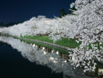 Spring Blossom at Night