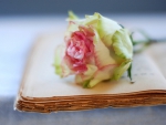 Old Book with a Rose