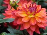 Beautiful Dahlia