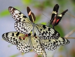 Beautiful Butterflies